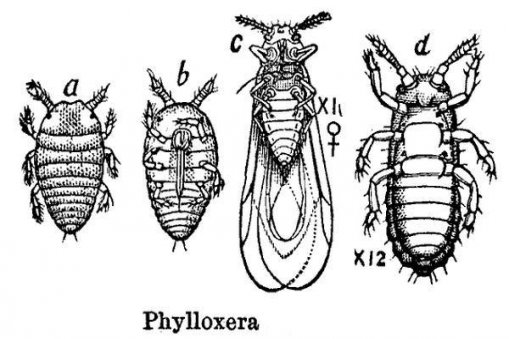 Large_Phylloxera1