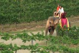 Слоны на тайских виноградниках - вполне обычное явление  frasercoastchronicle.com.au