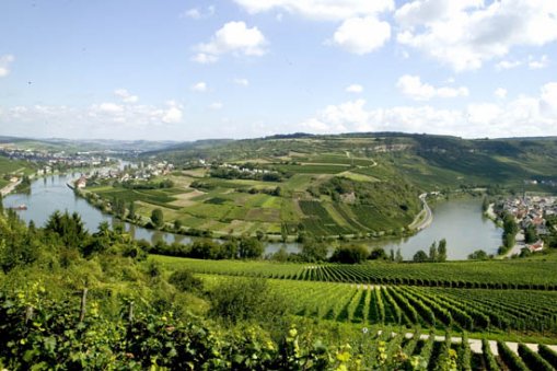 Large_moselle_w