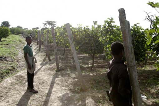 Новый эфиопский виноградник разбит неподалеку от деревни Зивай