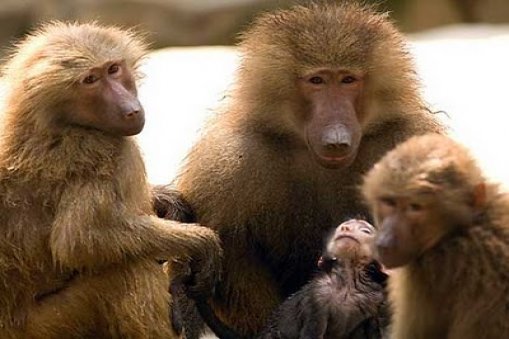 Large_baboons