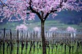 Цветущий миндаль на винограднике в Рейнском Пфальце 